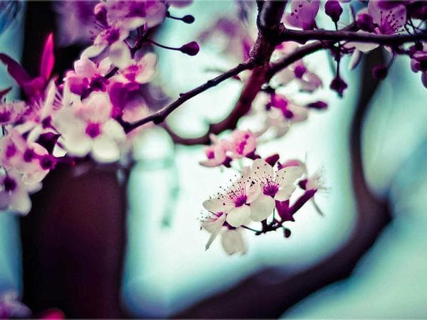中式花格CAD图块合集